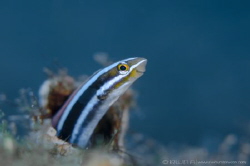 S M I L E
Bluestriped fangblenny (Plagiotremus rhinorhyn... by Irwin Ang 